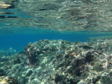 Rodos adası yakınlarındaki Akdeniz 'in inanılmaz sualtı dünyası. Bu denizin bitki örtüsü ve faunasının sualtı fotoğrafçılığı. Rodos, Yunanistan 