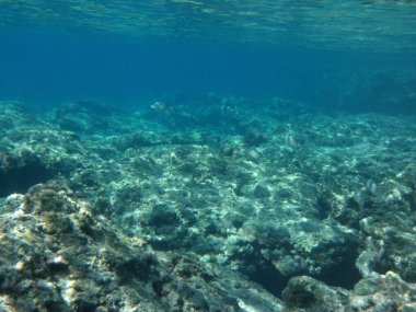 Rodos adası yakınlarındaki Akdeniz 'in inanılmaz sualtı dünyası. Bu denizin bitki örtüsü ve faunasının sualtı fotoğrafçılığı. Rodos, Yunanistan 