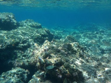 Rodos adası yakınlarındaki Akdeniz 'in inanılmaz sualtı dünyası. Bu denizin bitki örtüsü ve faunasının sualtı fotoğrafçılığı. Rodos, Yunanistan 