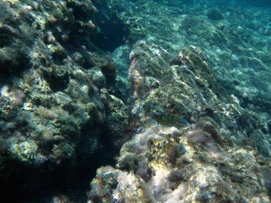 Rodos adası yakınlarındaki Akdeniz 'in inanılmaz sualtı dünyası. Bu denizin bitki örtüsü ve faunasının sualtı fotoğrafçılığı. Rodos, Yunanistan 