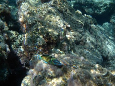 Rodos adası yakınlarındaki Akdeniz 'in inanılmaz sualtı dünyası. Bu denizin bitki örtüsü ve faunasının sualtı fotoğrafçılığı. Rodos, Yunanistan 