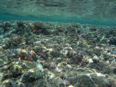 Rodos adası yakınlarındaki Akdeniz 'in inanılmaz sualtı dünyası. Bu denizin bitki örtüsü ve faunasının sualtı fotoğrafçılığı. Rodos, Yunanistan 