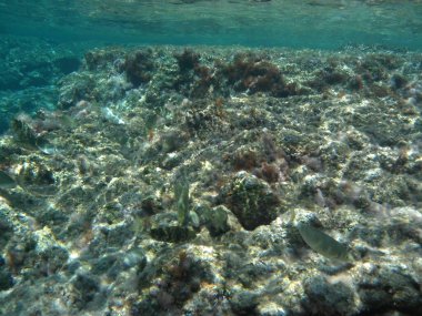 Rodos adası yakınlarındaki Akdeniz 'in inanılmaz sualtı dünyası. Bu denizin bitki örtüsü ve faunasının sualtı fotoğrafçılığı. Rodos, Yunanistan 