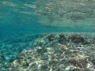 Rodos adası yakınlarındaki Akdeniz 'in inanılmaz sualtı dünyası. Bu denizin bitki örtüsü ve faunasının sualtı fotoğrafçılığı. Rodos, Yunanistan 