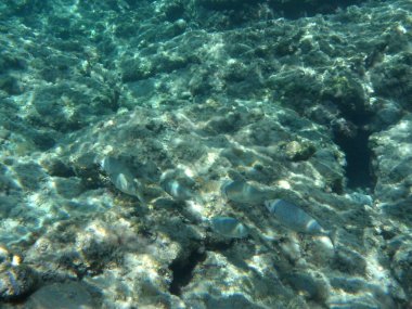 Rodos adası yakınlarındaki Akdeniz 'in inanılmaz sualtı dünyası. Bu denizin bitki örtüsü ve faunasının sualtı fotoğrafçılığı. Rodos, Yunanistan 