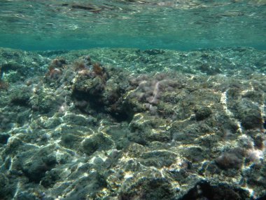 Rodos adası yakınlarındaki Akdeniz 'in inanılmaz sualtı dünyası. Bu denizin bitki örtüsü ve faunasının sualtı fotoğrafçılığı. Rodos, Yunanistan 