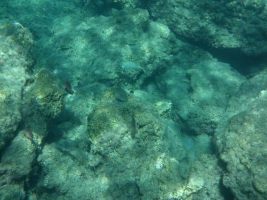 Rodos adası yakınlarındaki Akdeniz 'in inanılmaz sualtı dünyası. Bu denizin bitki örtüsü ve faunasının sualtı fotoğrafçılığı. Rodos, Yunanistan 