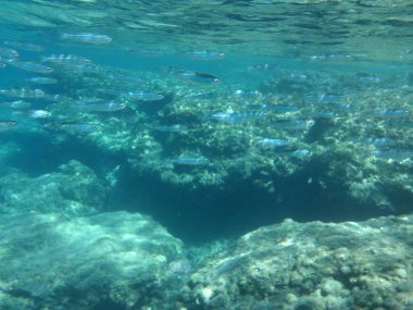 Rodos adası yakınlarındaki Akdeniz 'in inanılmaz sualtı dünyası. Bu denizin bitki örtüsü ve faunasının sualtı fotoğrafçılığı. Rodos, Yunanistan 
