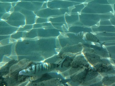 Rodos adası yakınlarındaki Akdeniz 'in inanılmaz sualtı dünyası. Bu denizin bitki örtüsü ve faunasının sualtı fotoğrafçılığı. Rodos, Yunanistan 