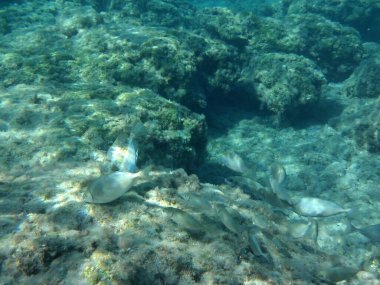 Rodos adası yakınlarındaki Akdeniz 'in inanılmaz sualtı dünyası. Bu denizin bitki örtüsü ve faunasının sualtı fotoğrafçılığı. Rodos, Yunanistan 