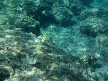 Rodos adası yakınlarındaki Akdeniz 'in inanılmaz sualtı dünyası. Bu denizin bitki örtüsü ve faunasının sualtı fotoğrafçılığı. Rodos, Yunanistan 