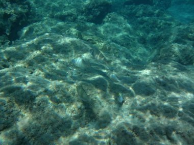 Rodos adası yakınlarındaki Akdeniz 'in inanılmaz sualtı dünyası. Bu denizin bitki örtüsü ve faunasının sualtı fotoğrafçılığı. Rodos, Yunanistan 