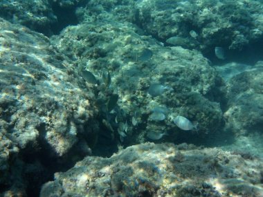 Rodos adası yakınlarındaki Akdeniz 'in inanılmaz sualtı dünyası. Bu denizin bitki örtüsü ve faunasının sualtı fotoğrafçılığı. Rodos, Yunanistan 