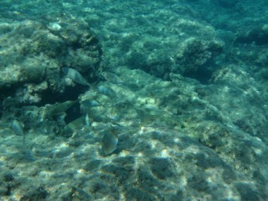 Rodos adası yakınlarındaki Akdeniz 'in inanılmaz sualtı dünyası. Bu denizin bitki örtüsü ve faunasının sualtı fotoğrafçılığı. Rodos, Yunanistan 