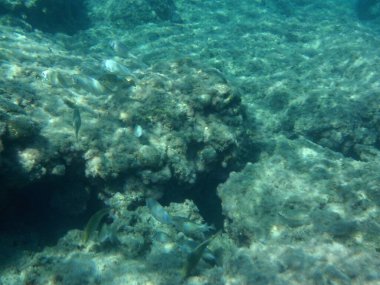 Rodos adası yakınlarındaki Akdeniz 'in inanılmaz sualtı dünyası. Bu denizin bitki örtüsü ve faunasının sualtı fotoğrafçılığı. Rodos, Yunanistan 