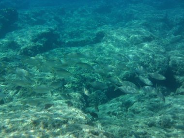 Rodos adası yakınlarındaki Akdeniz 'in inanılmaz sualtı dünyası. Bu denizin bitki örtüsü ve faunasının sualtı fotoğrafçılığı. Rodos, Yunanistan 
