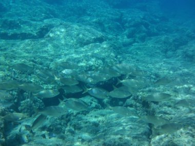 Rodos adası yakınlarındaki Akdeniz 'in inanılmaz sualtı dünyası. Bu denizin bitki örtüsü ve faunasının sualtı fotoğrafçılığı. Rodos, Yunanistan 