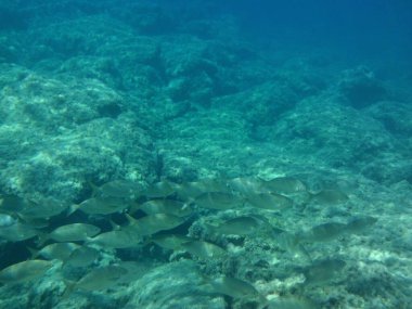 Rodos adası yakınlarındaki Akdeniz 'in inanılmaz sualtı dünyası. Bu denizin bitki örtüsü ve faunasının sualtı fotoğrafçılığı. Rodos, Yunanistan 