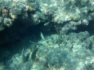 Rodos adası yakınlarındaki Akdeniz 'in inanılmaz sualtı dünyası. Bu denizin bitki örtüsü ve faunasının sualtı fotoğrafçılığı. Rodos, Yunanistan 