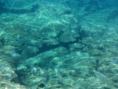 Rodos adası yakınlarındaki Akdeniz 'in inanılmaz sualtı dünyası. Bu denizin bitki örtüsü ve faunasının sualtı fotoğrafçılığı. Rodos, Yunanistan 