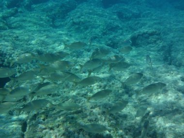 Rodos adası yakınlarındaki Akdeniz 'in inanılmaz sualtı dünyası. Bu denizin bitki örtüsü ve faunasının sualtı fotoğrafçılığı. Rodos, Yunanistan 