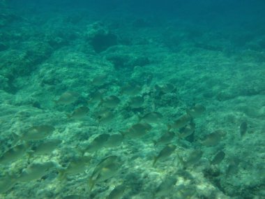 Rodos adası yakınlarındaki Akdeniz 'in inanılmaz sualtı dünyası. Bu denizin bitki örtüsü ve faunasının sualtı fotoğrafçılığı. Rodos, Yunanistan 