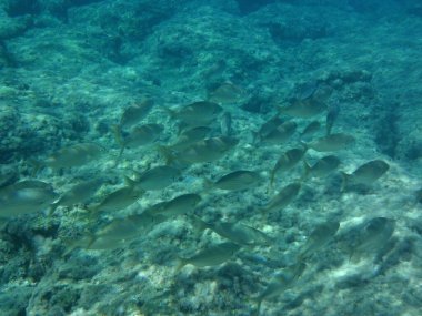 Rodos adası yakınlarındaki Akdeniz 'in inanılmaz sualtı dünyası. Bu denizin bitki örtüsü ve faunasının sualtı fotoğrafçılığı. Rodos, Yunanistan 