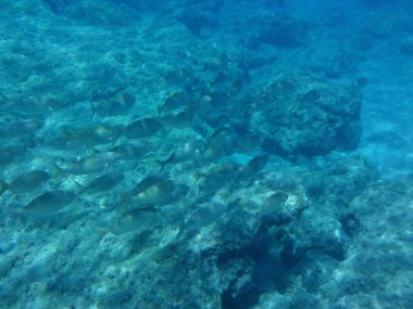 Rodos adası yakınlarındaki Akdeniz 'in inanılmaz sualtı dünyası. Bu denizin bitki örtüsü ve faunasının sualtı fotoğrafçılığı. Rodos, Yunanistan 