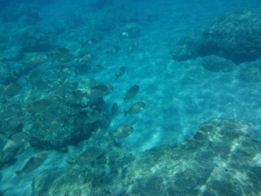 Rodos adası yakınlarındaki Akdeniz 'in inanılmaz sualtı dünyası. Bu denizin bitki örtüsü ve faunasının sualtı fotoğrafçılığı. Rodos, Yunanistan 