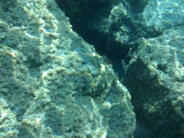 Rodos adası yakınlarındaki Akdeniz 'in inanılmaz sualtı dünyası. Bu denizin bitki örtüsü ve faunasının sualtı fotoğrafçılığı. Rodos, Yunanistan 
