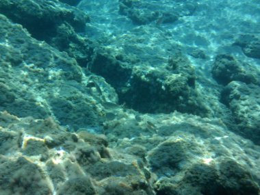 Rodos adası yakınlarındaki Akdeniz 'in inanılmaz sualtı dünyası. Bu denizin bitki örtüsü ve faunasının sualtı fotoğrafçılığı. Rodos, Yunanistan 