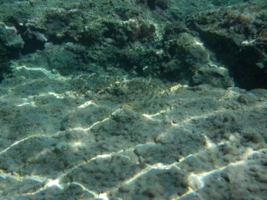 Rodos adası yakınlarındaki Akdeniz 'in inanılmaz sualtı dünyası. Bu denizin bitki örtüsü ve faunasının sualtı fotoğrafçılığı. Rodos, Yunanistan 