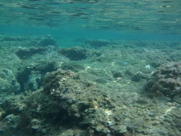 Rodos adası yakınlarındaki Akdeniz 'in inanılmaz sualtı dünyası. Bu denizin bitki örtüsü ve faunasının sualtı fotoğrafçılığı. Rodos, Yunanistan 