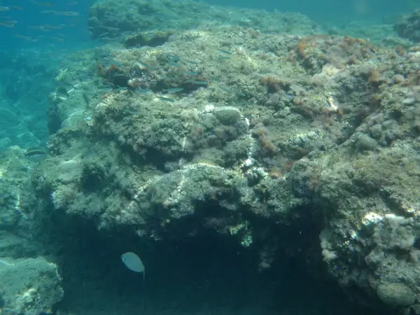 Rodos adası yakınlarındaki Akdeniz 'in inanılmaz sualtı dünyası. Bu denizin bitki örtüsü ve faunasının sualtı fotoğrafçılığı. Rodos, Yunanistan 