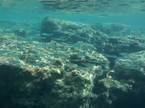 Rodos adası yakınlarındaki Akdeniz 'in inanılmaz sualtı dünyası. Bu denizin bitki örtüsü ve faunasının sualtı fotoğrafçılığı. Rodos, Yunanistan 