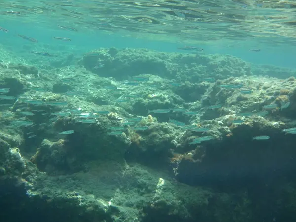Rodos adası yakınlarındaki Akdeniz 'in inanılmaz sualtı dünyası. Bu denizin bitki örtüsü ve faunasının sualtı fotoğrafçılığı. Rodos, Yunanistan 