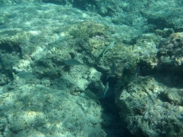 Rodos adası yakınlarındaki Akdeniz 'in inanılmaz sualtı dünyası. Bu denizin bitki örtüsü ve faunasının sualtı fotoğrafçılığı. Rodos, Yunanistan 