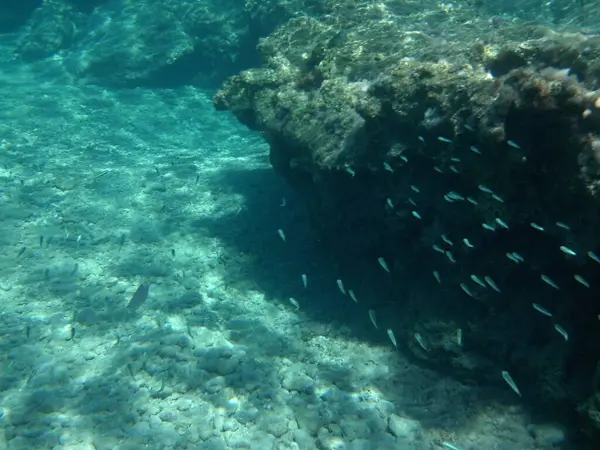 Rodos adası yakınlarındaki Akdeniz 'in inanılmaz sualtı dünyası. Bu denizin bitki örtüsü ve faunasının sualtı fotoğrafçılığı. Rodos, Yunanistan 