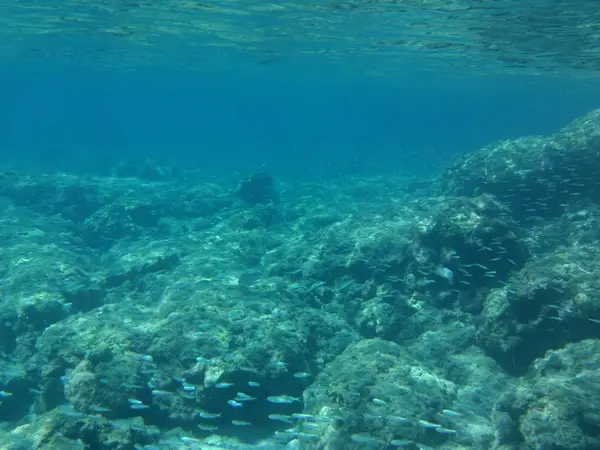Rodos adası yakınlarındaki Akdeniz 'in inanılmaz sualtı dünyası. Bu denizin bitki örtüsü ve faunasının sualtı fotoğrafçılığı. Rodos, Yunanistan 