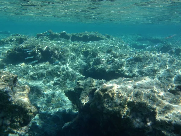 Rodos adası yakınlarındaki Akdeniz 'in inanılmaz sualtı dünyası. Bu denizin bitki örtüsü ve faunasının sualtı fotoğrafçılığı. Rodos, Yunanistan 