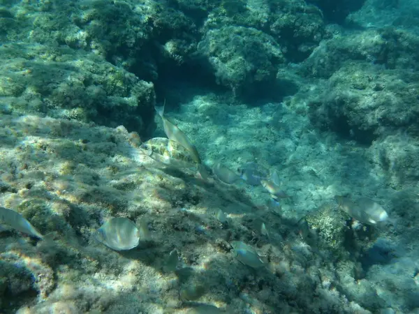 Rodos adası yakınlarındaki Akdeniz 'in inanılmaz sualtı dünyası. Bu denizin bitki örtüsü ve faunasının sualtı fotoğrafçılığı. Rodos, Yunanistan 