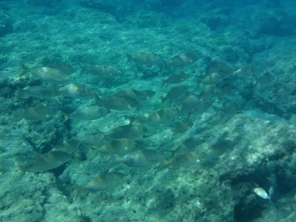 Rodos adası yakınlarındaki Akdeniz 'in inanılmaz sualtı dünyası. Bu denizin bitki örtüsü ve faunasının sualtı fotoğrafçılığı. Rodos, Yunanistan 