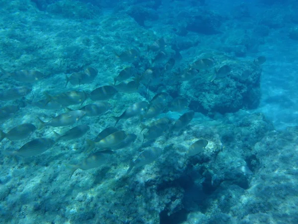 Rodos adası yakınlarındaki Akdeniz 'in inanılmaz sualtı dünyası. Bu denizin bitki örtüsü ve faunasının sualtı fotoğrafçılığı. Rodos, Yunanistan 