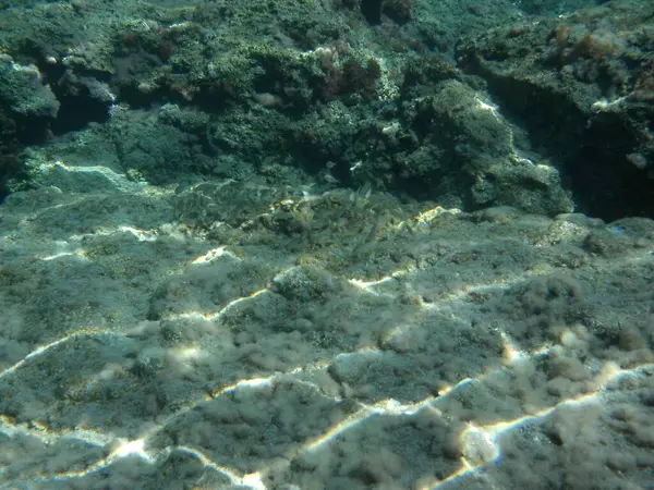 Rodos adası yakınlarındaki Akdeniz 'in inanılmaz sualtı dünyası. Bu denizin bitki örtüsü ve faunasının sualtı fotoğrafçılığı. Rodos, Yunanistan 