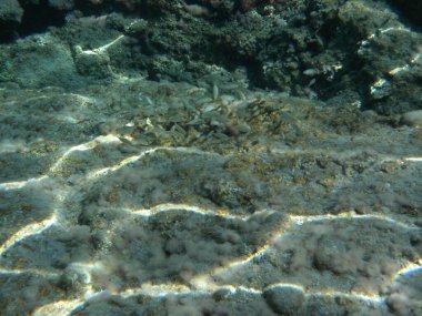 Rodos adası yakınlarındaki Akdeniz 'in inanılmaz sualtı dünyası. Bu denizin bitki örtüsü ve faunasının sualtı fotoğrafçılığı. Rodos, Yunanistan 