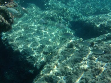Rodos adası yakınlarındaki Akdeniz 'in inanılmaz sualtı dünyası. Bu denizin bitki örtüsü ve faunasının sualtı fotoğrafçılığı. Rodos, Yunanistan 