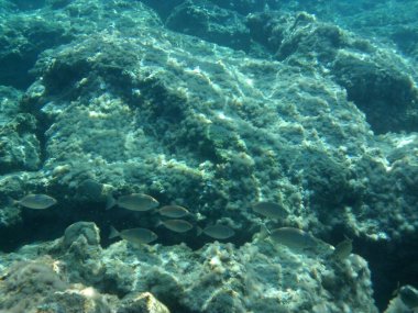 Rodos adası yakınlarındaki Akdeniz 'in inanılmaz sualtı dünyası. Bu denizin bitki örtüsü ve faunasının sualtı fotoğrafçılığı. Rodos, Yunanistan 