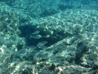 Rodos adası yakınlarındaki Akdeniz 'in inanılmaz sualtı dünyası. Bu denizin bitki örtüsü ve faunasının sualtı fotoğrafçılığı. Rodos, Yunanistan 