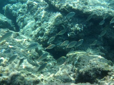 Rodos adası yakınlarındaki Akdeniz 'in inanılmaz sualtı dünyası. Bu denizin bitki örtüsü ve faunasının sualtı fotoğrafçılığı. Rodos, Yunanistan 