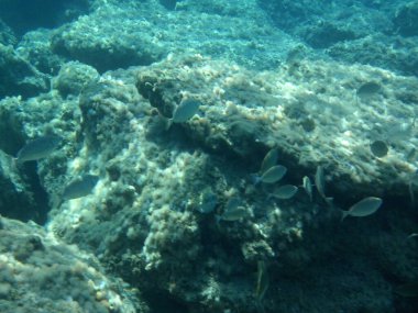 Rodos adası yakınlarındaki Akdeniz 'in inanılmaz sualtı dünyası. Bu denizin bitki örtüsü ve faunasının sualtı fotoğrafçılığı. Rodos, Yunanistan 